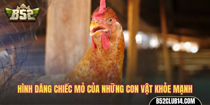 Hình dáng chiếc mỏ của những con vật khỏe mạnh