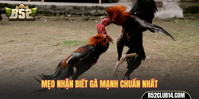 Mẹo nhận biết gà mạnh chuẩn nhất