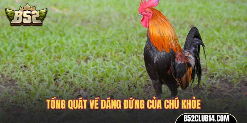 Tổng quát về dáng đứng của chú khỏe